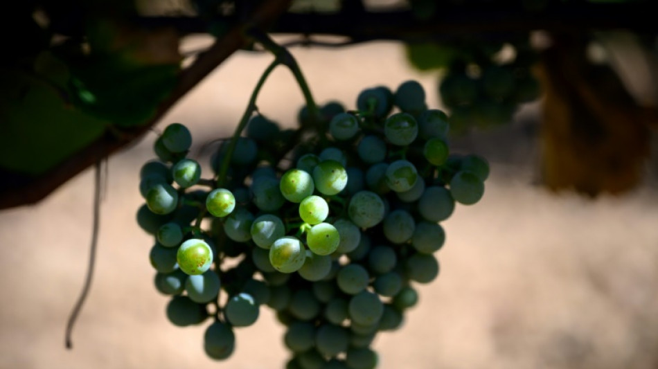 Frankreich erwartet in diesem Jahr durchschnittliche Weinlese