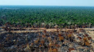 Football pitch of tropical forest lost every 5 seconds