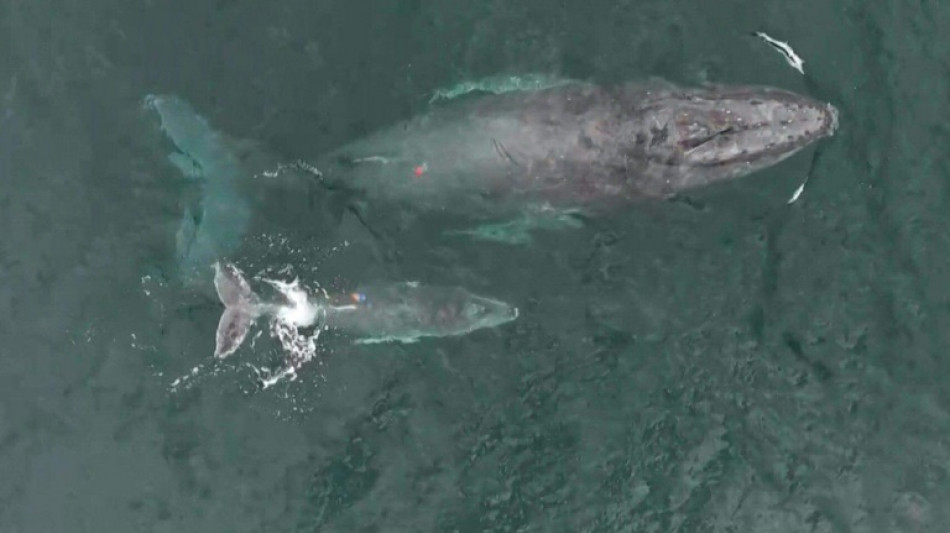 Vídeo extraordinário mostra baleia amamentando filhote na Colômbia