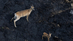 Sur les terres brûlées canadiennes, les animaux ont disparu