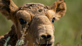 Rare saiga antelope population now over a million in Kazakhstan