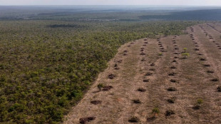 Brazil's Cerrado: a guide