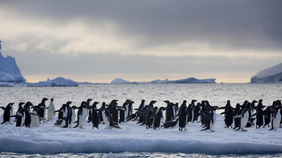 Sterminò i pinguini in Patagonia, rischia 4 anni di carcere