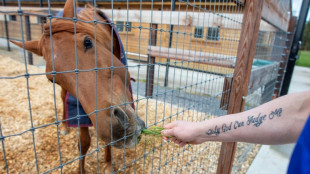 Trabajar con caballos da a presos irlandeses la esperanza de una nueva vida