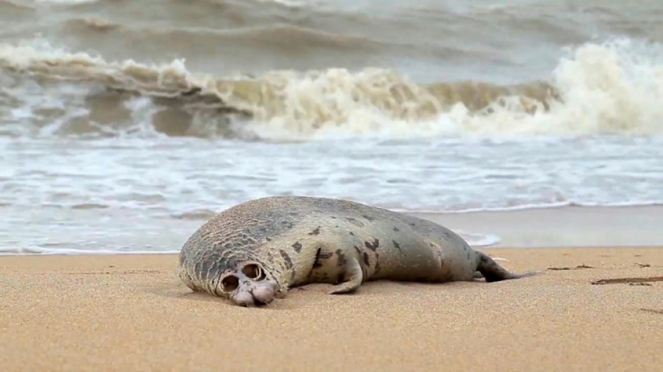More than 130 seals found dead on Caspian beaches