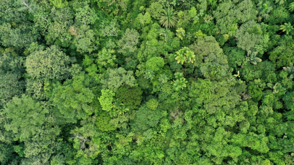 El calentamiento global amenaza el proceso de fotosíntesis de los bosques tropicales (estudio)