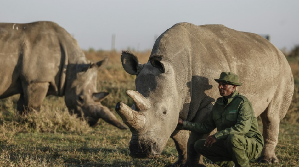 "Nous les sauverons": l'espoir de ressusciter des rhinocéros techniquement éteints