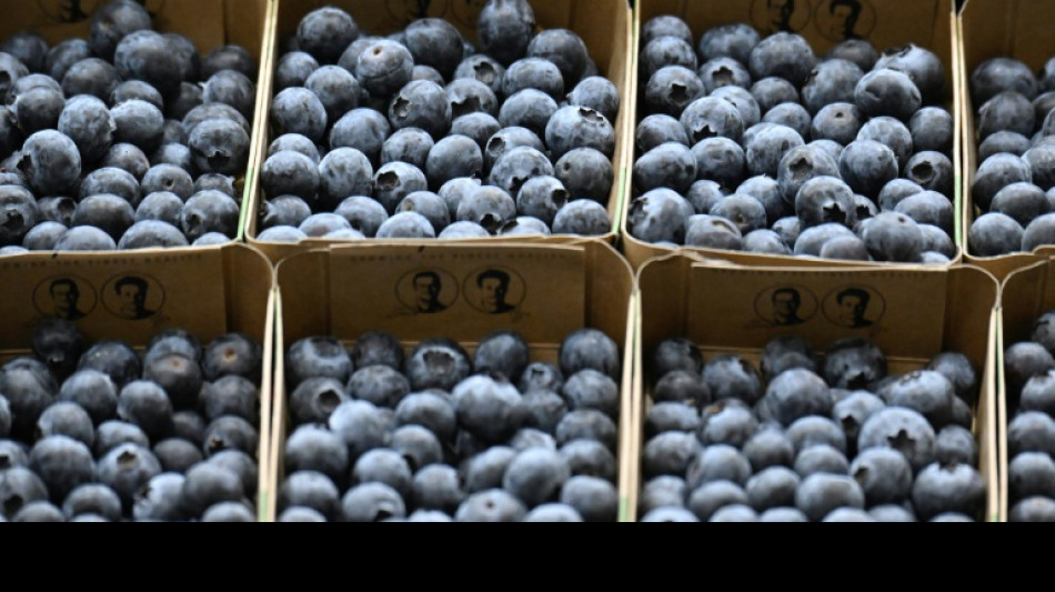 Scottish blueberry farmer donates 'unviable' crop to charity