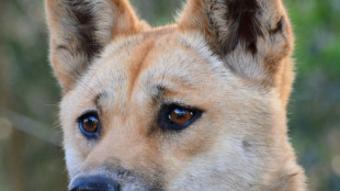 El dingo, más perro que lobo (estudio)