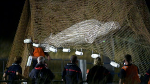 Rescatistas franceses extraen del río Sena a la beluga extraviada