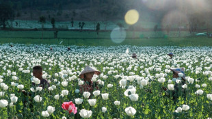 Opium farming takes root in Myanmar's war-wracked landscape