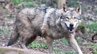 Wolfsbestand wächst weiter: In Deutschland leben rund 1600 Tiere und 209 Rudel