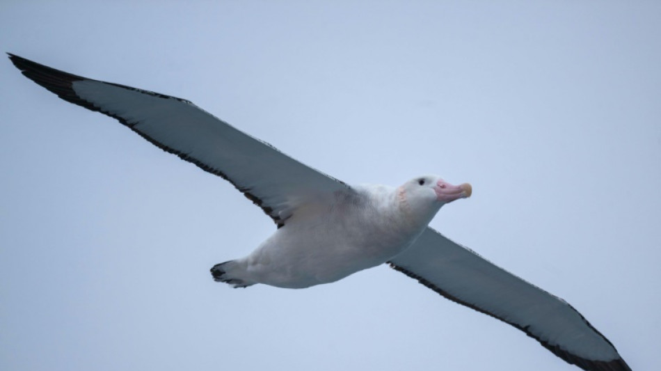 Isla francesa planea sacrificio masivo de roedores para salvar huevos de albatros