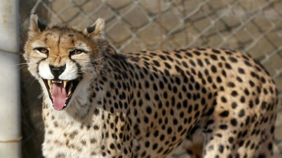 Rare birth of Asiatic cheetah cubs in Iran