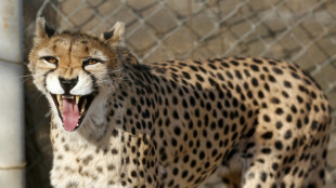 Una hembra de guepardo asiático da a luz a tres cachorros en Irán