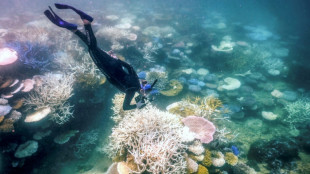 Unesco fordert "dringende" Maßnahmen zum Schutz von Great Barrier Reef