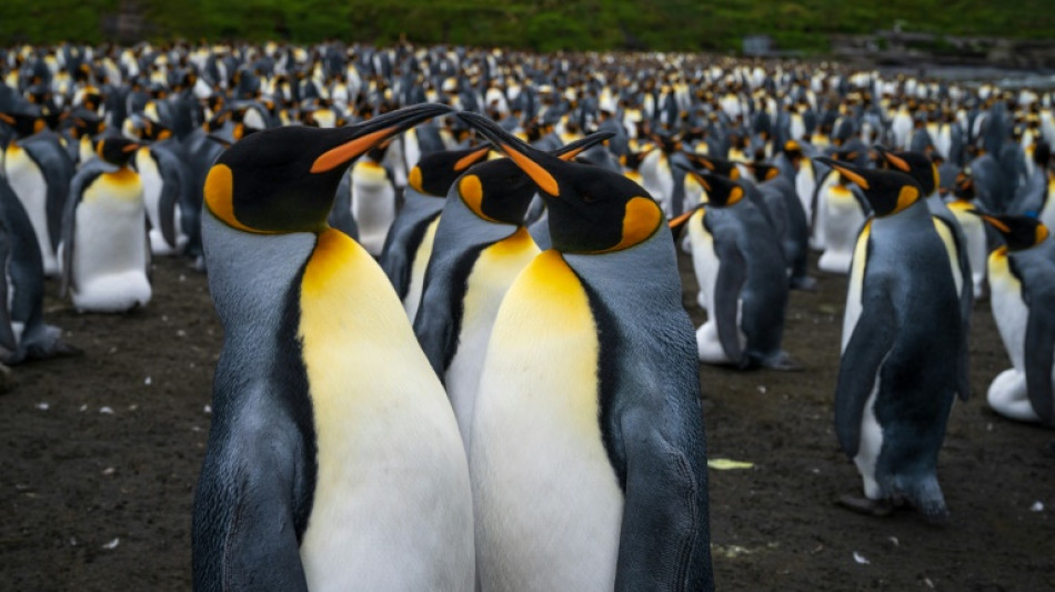 Les manchots royaux de Crozet menacés par le réchauffement climatique