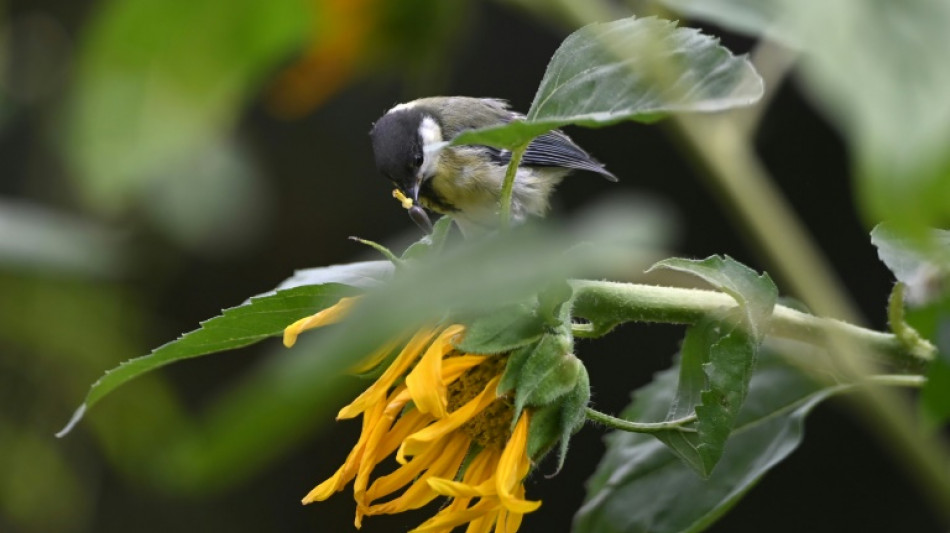 En ville, la mésange privilégie l'odorat pour s'alimenter, malgré la pollution