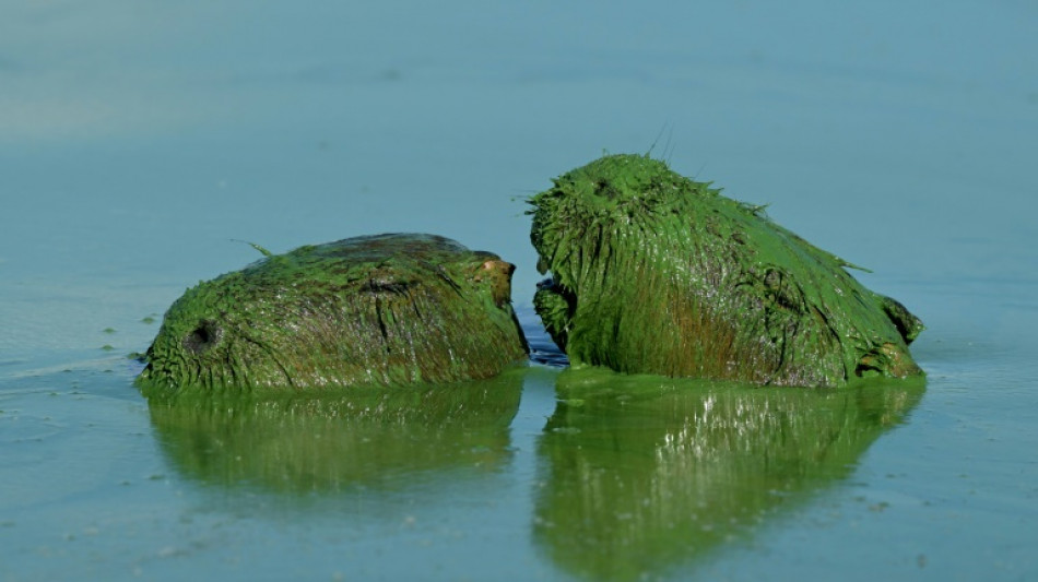 Argentina's giant rodents dyed Hulk green by algae