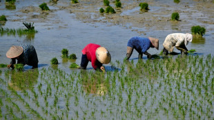 Indonesia rice imports spike as Jakarta shores up stocks