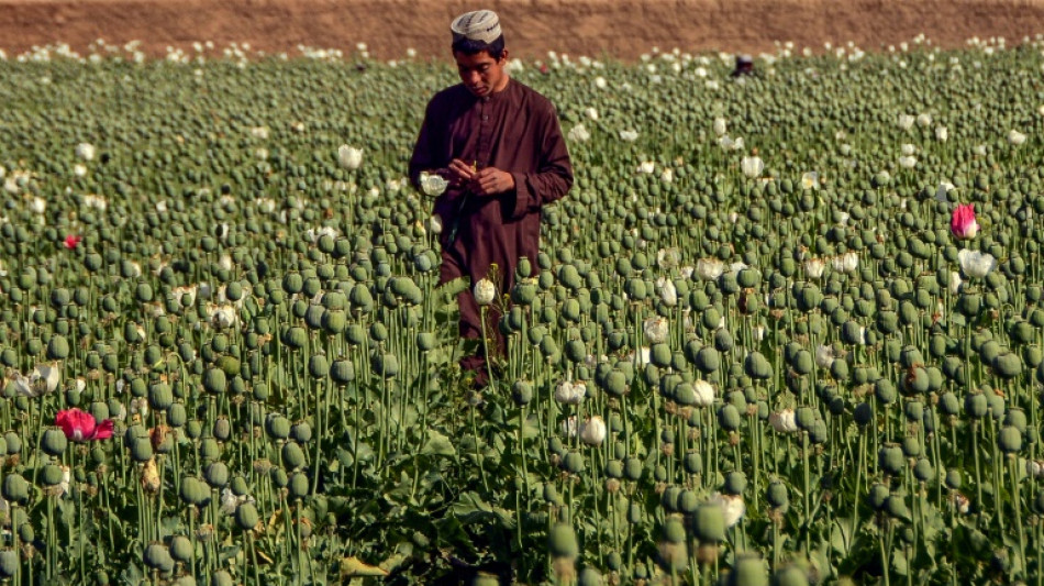 Bannie, la culture du pavot s'est effondrée en Afghanistan