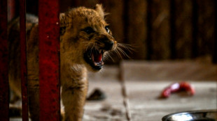 Lion cub gifted to Pakistani YouTube star causes wedding chaos