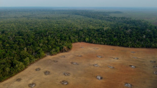 Brazil sets new Amazon deforestation record for October
