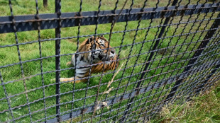Far from home, new chance in Mexico for Frida the rescued 'pet' tiger