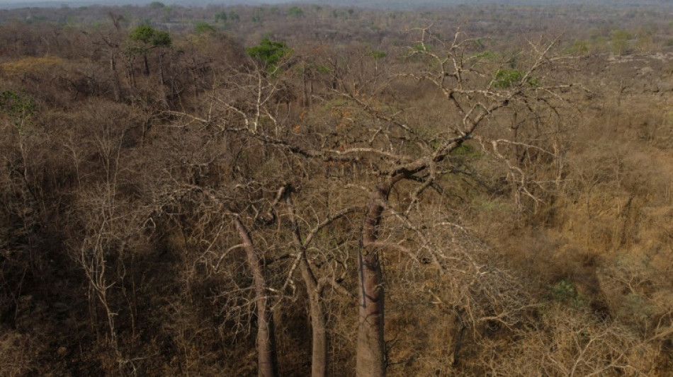 Desmatamento avança no Cerrado brasileiro e supera pela primeira vez a Amazônia
