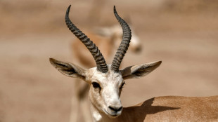In a parched land, Iraqi gazelles dying of hunger