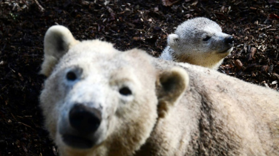 Eisbärbaby in Hamburger Tierpark Hagenbeck geboren