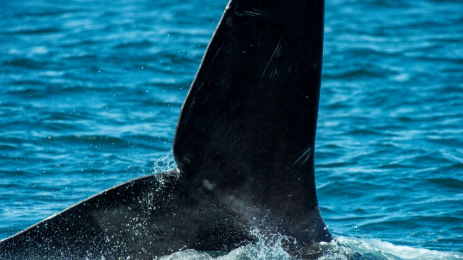 Les grands bateaux menacent les baleines noires de l'Atlantique Nord (étude)