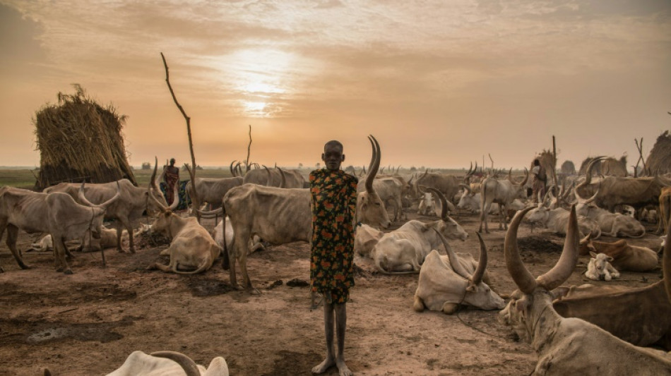 Heat stress could threaten health of one billion cows