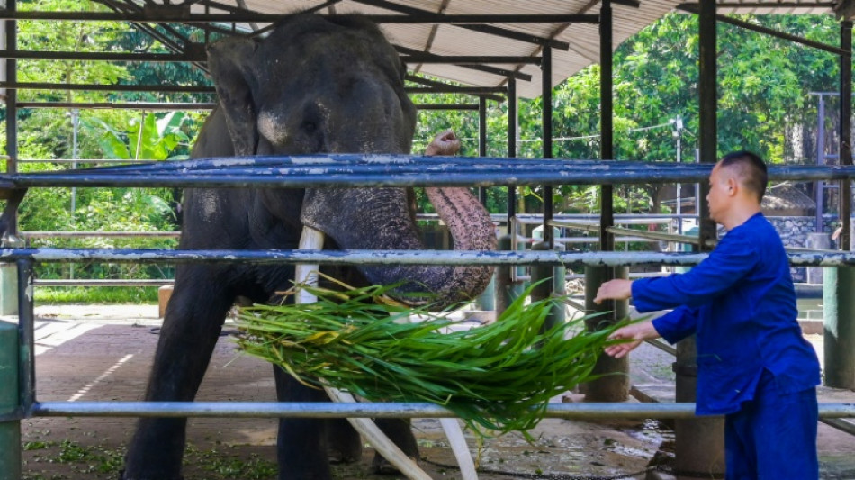 Neglected elephant touches down in Thai homeland after flight