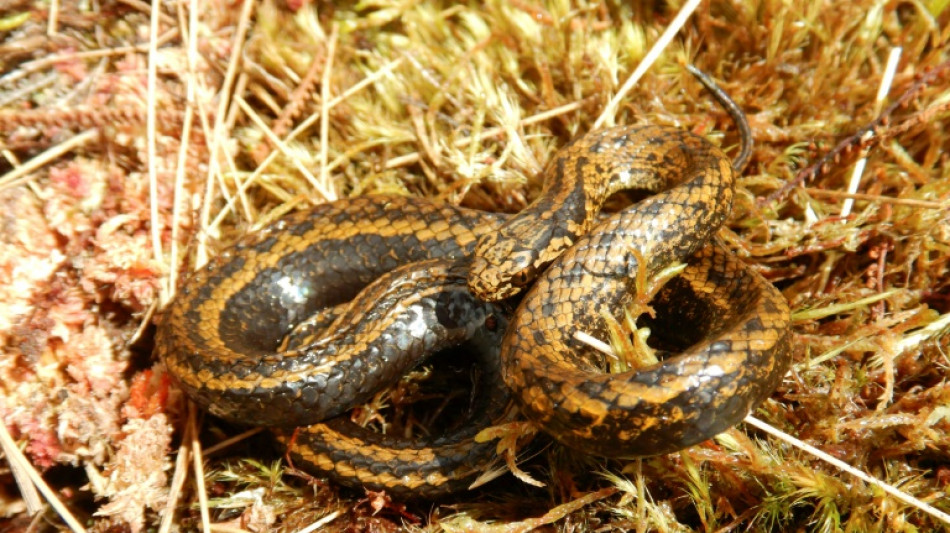 New species of snake found in Peru  named after Harrison Ford