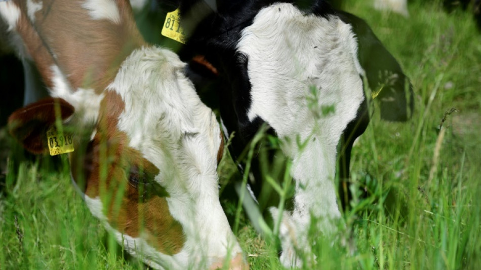 Urteil: Landwirt aus Borken muss Rindern zumindest im Sommer Auslauf gewähren