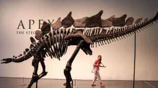 A sus 150 millones de años, un estegosaurio sale a la venta en Nueva York