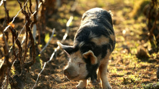 Pigs called in to deep-clean Champagne vineyards