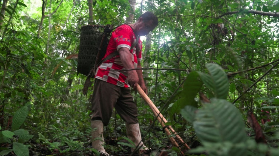 'Really hard' -- the life of an Amazon Brazil nut harvester