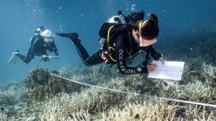 Zweite Runde der UN-Artenschutzkonferenz COP16 beginnt in Rom