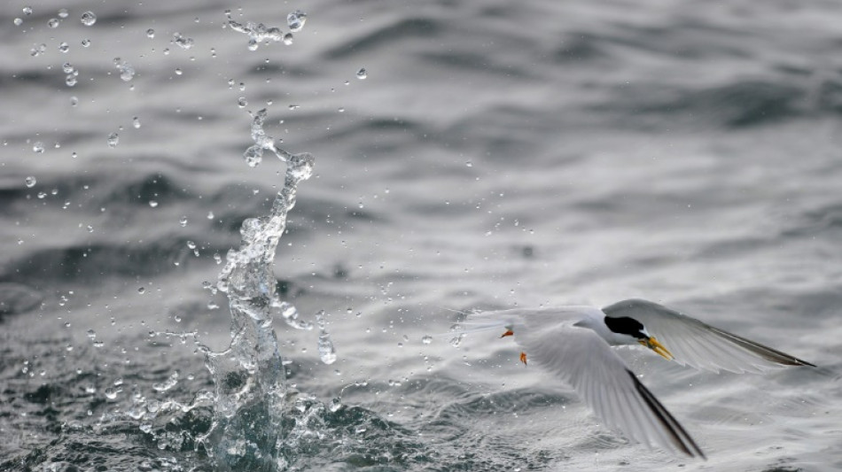 Microplastic pollution impairs seabird gut health