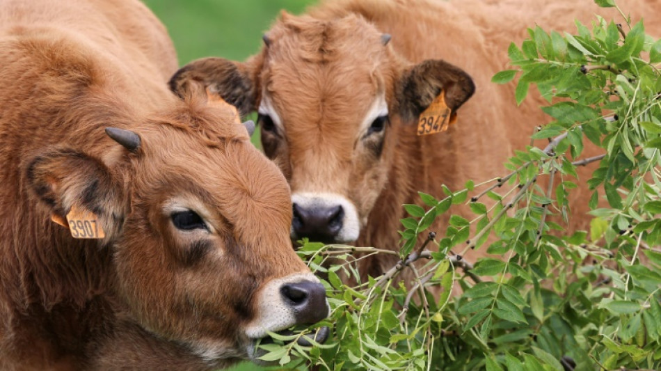 Les arbres, "assurance sécheresse" des éleveurs sur l'Aubrac