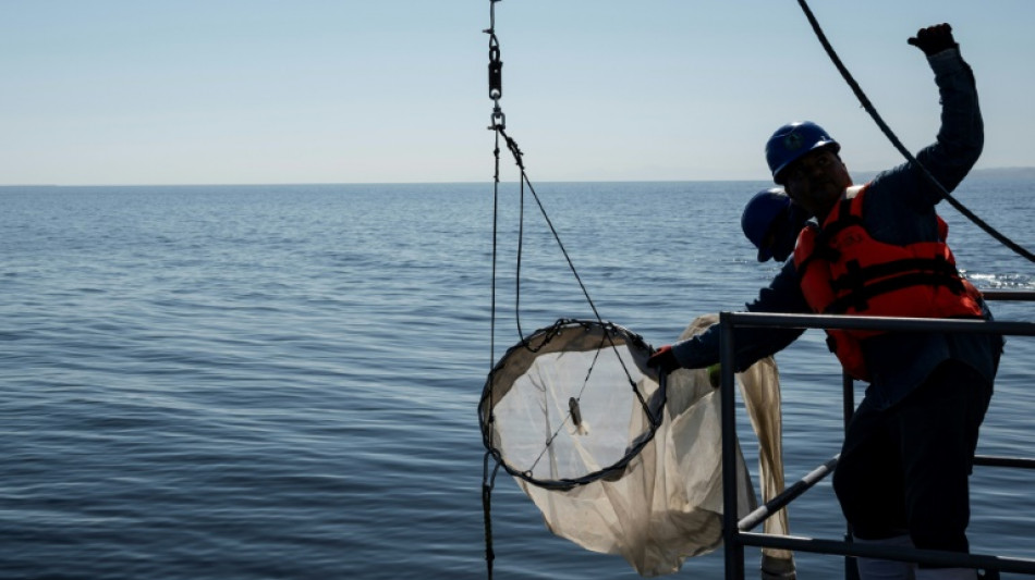 Under US pressure, Mexico probes loggerhead sea turtle deaths