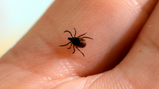 Over 14% of world has had Lyme disease: study