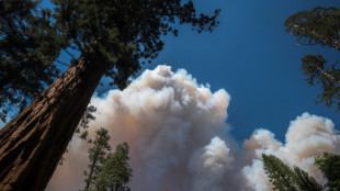 Les séquoias géants de Yosemite ont été épargnés par les flammes