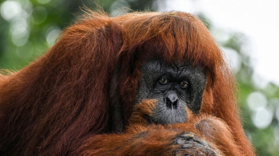 Malasia modifica su "diplomacia del orangután" para vender aceite de palma