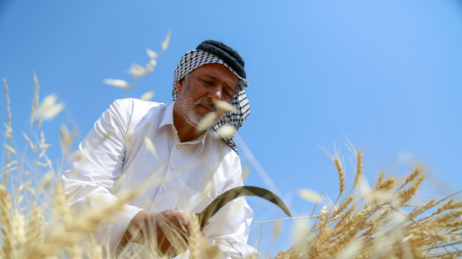 Between searing drought and Ukraine war, Iraq watchful over wheat