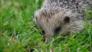 In Mülltüte raschelnder Igel löst in Baden-Württemberg Polizeieinsatz aus