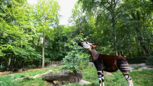 Stuttgarter Zoo Wilhelma freut sich über neugeborene Waldgiraffe