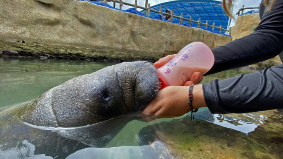 Working 24/7 to save baby manatee orphaned in Colombia